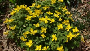 O que dizem os especialistas sobre o Hylomecon japonicum?