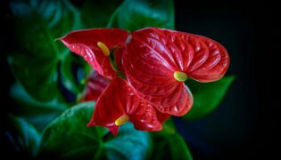 Como Cuidar da Planta Antúrio: Guia descomplicado