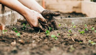 Guia descomplicado para fertilizar suas plantas de casa