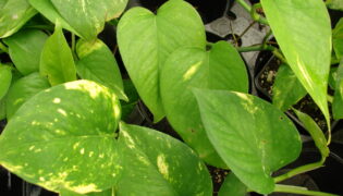 Descubra os segredos da Jiboia: Uma planta versátil para jardins e interior