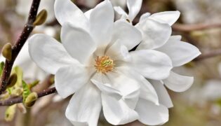 7 espécies de Magnólias para quem ama flores exuberantes