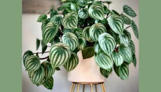 7 plantas de interior fáceis de cuidar! Guia prático para sua escolha