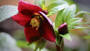Flores de inverno existem? Conheça o Helleborus e suas possibilidades