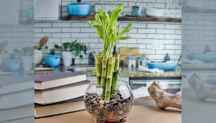 Cultivando esperança: o encanto do bambuzinho da sorte