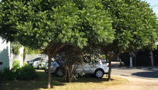 9 Árvores para calçadas: um guia para escolhas conscientes