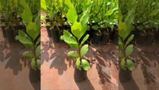 Como cultivar mudas de caju? Um guia prático e simples