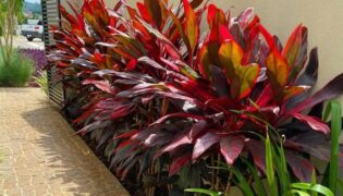 9 plantas incríveis para seu jardim! Explore cores e texturas