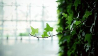 Dicas matadoras para seu jardim vertical ficar um arraso com plantas pendentes