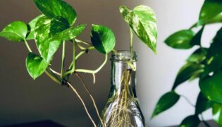 Como cultivar jibóia na água: um guia simples e eficaz