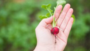 Descubra o segredo das hortas! Como cultivar em harmonia com o clima?