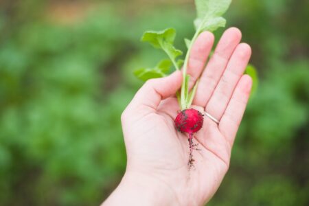 agriculture, radish, food