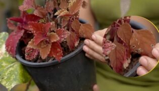 Descubra o motivo por trás dos furos nas folhagens das plantas