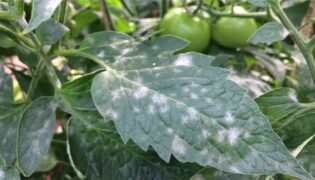 Como identificar pragas e doenças nas plantas? Guia básico