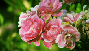 Qual a melhor época do ano para plantar Roseira?