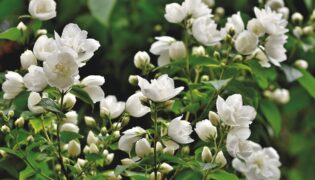 3 Flores de primavera pra você plantar hoje! Guia prático