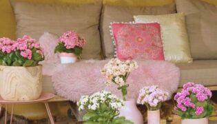 7 Plantas fáceis de cultivar: opções para o seu apartamento