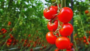 Como cultivar tomates suculentos no seu jardim