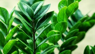 Cultivando a beleza e a simplicidade: conheça a zamioculca