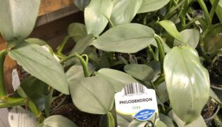 Como Cultivar e Cuidar de Filodendros : Guia Completo para Iniciantes