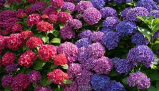 Como mudar a cor das flores de hortênsias: um guia prático